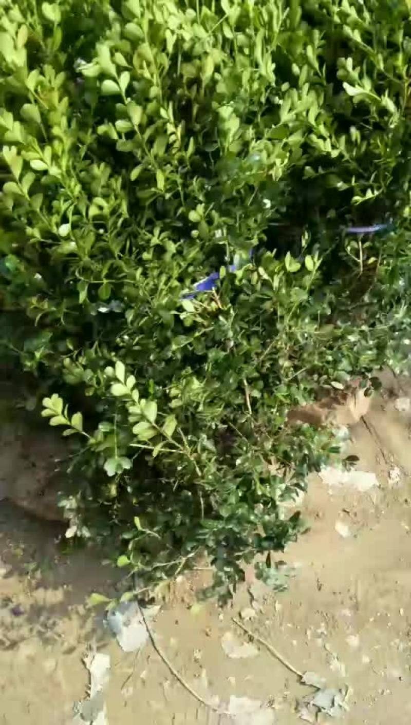 瓜子黄杨
