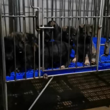 东德牧羊犬