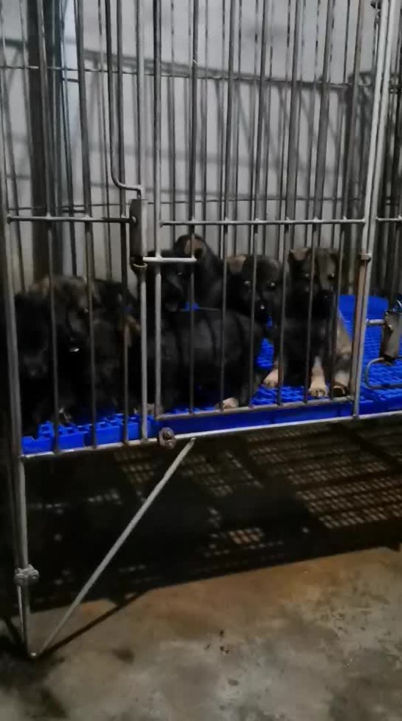 东德牧羊犬