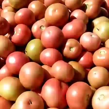 蔬菜
