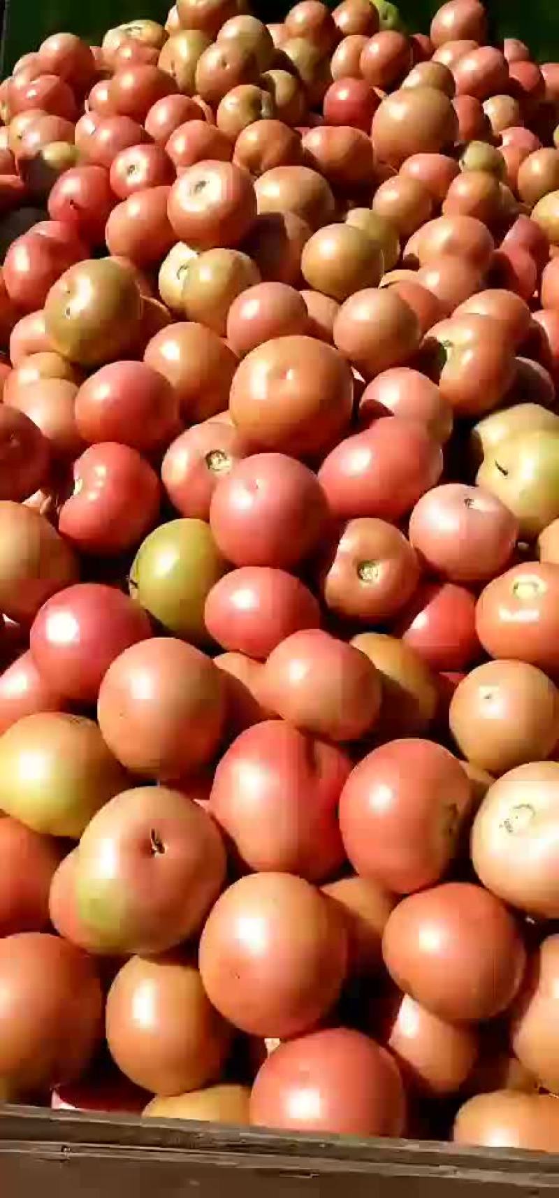 蔬菜