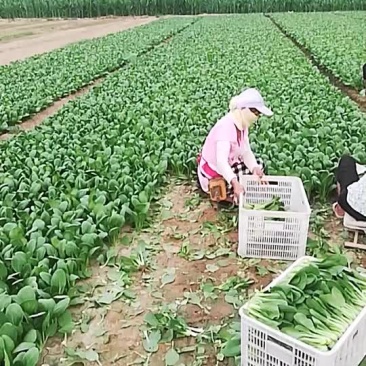 精品小油菜