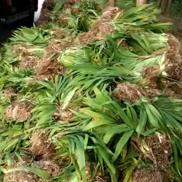 鸢尾