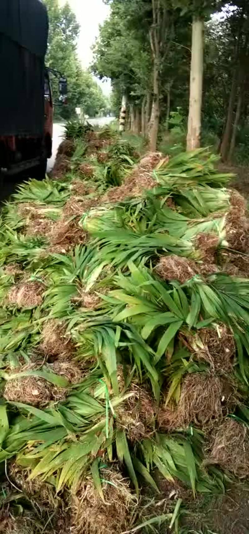 鸢尾