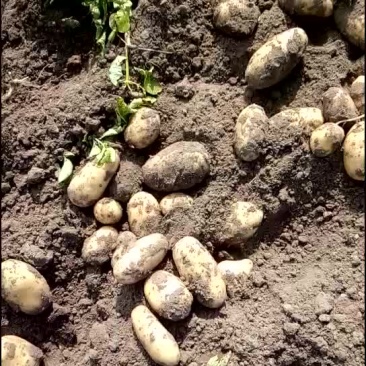 荷兰七，土豆畅销