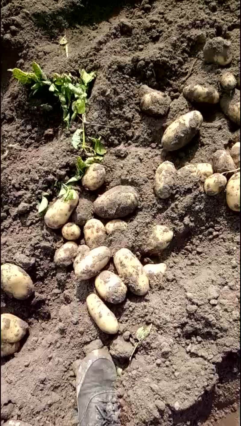 荷兰七，土豆畅销