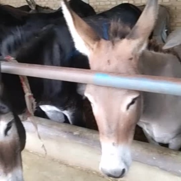 毛驴