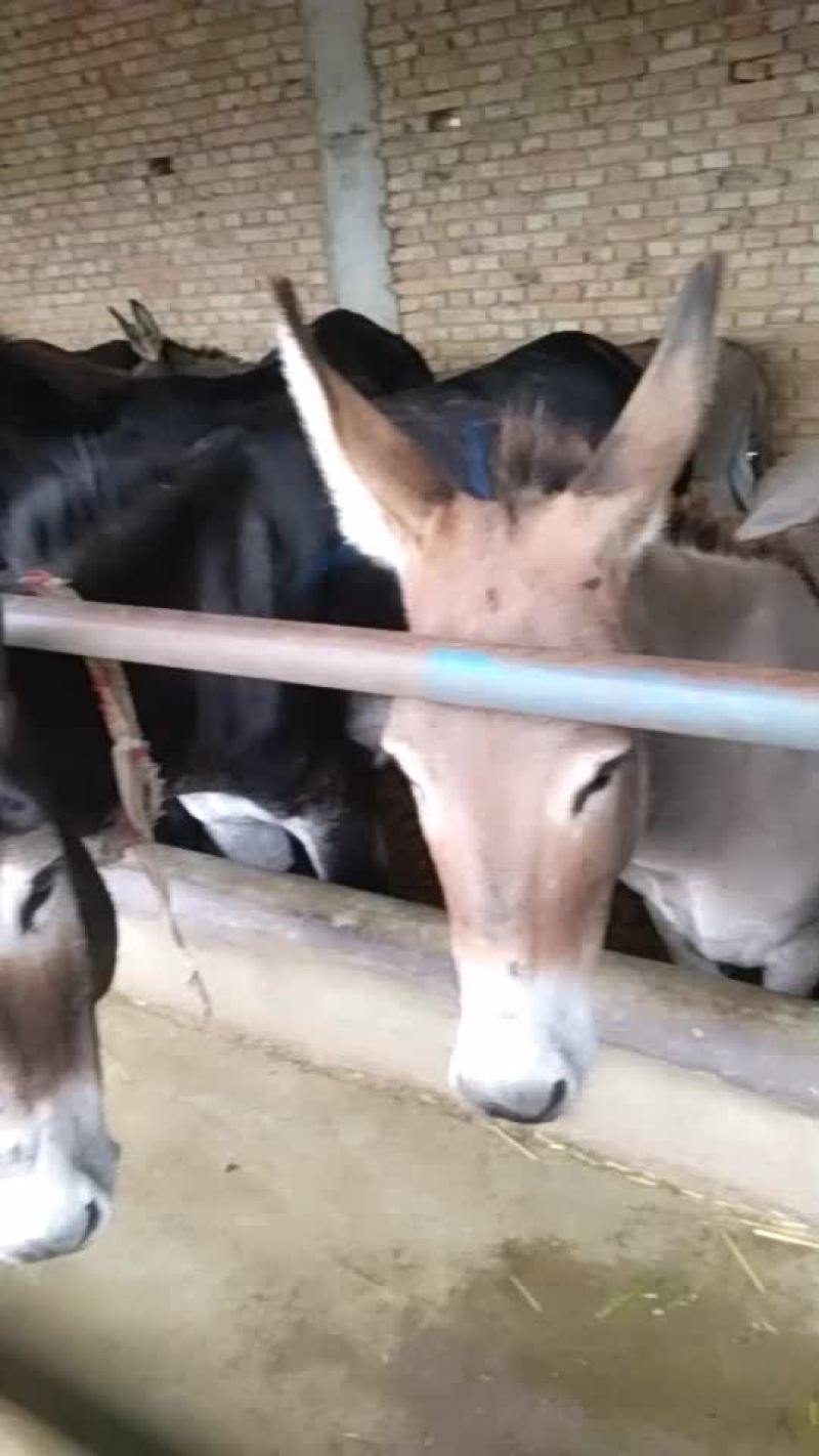 毛驴