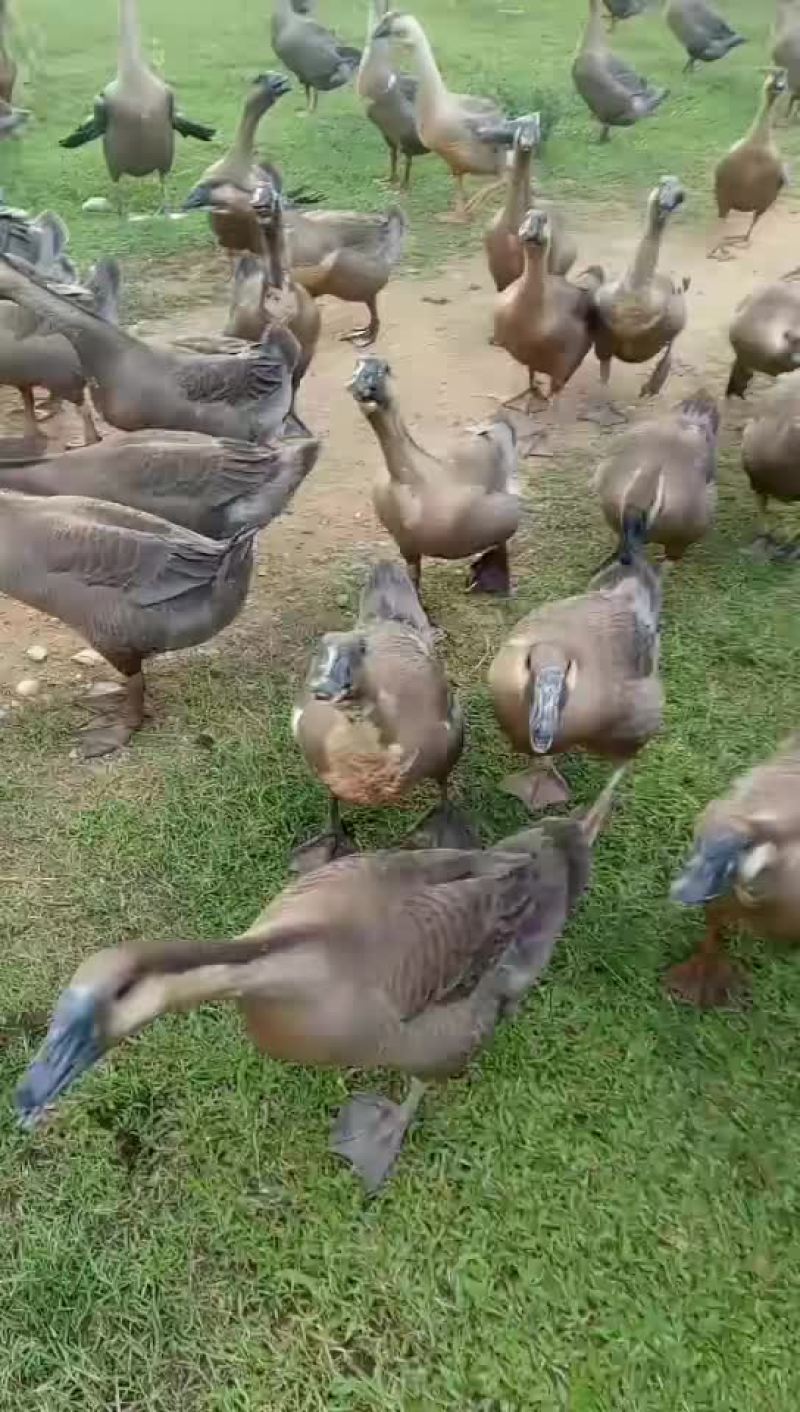 100天獅头鹅
