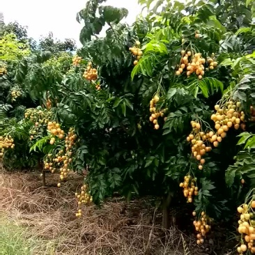 鸡心黄皮果