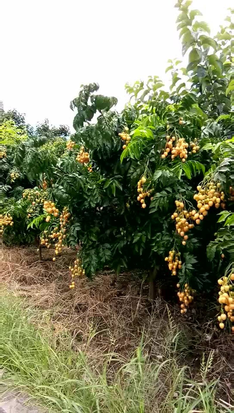 鸡心黄皮果