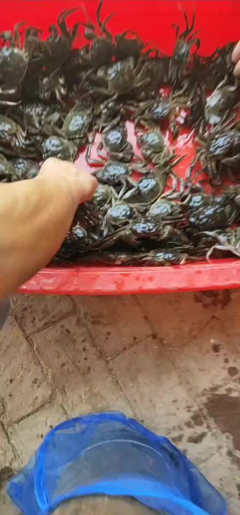 大闸蟹