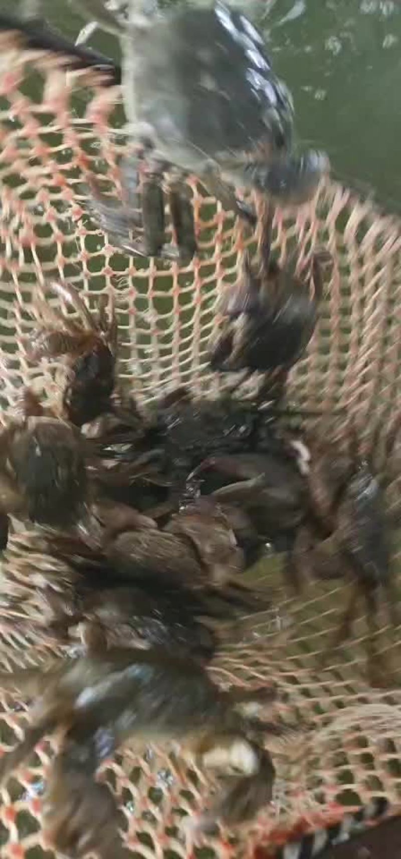 大闸蟹