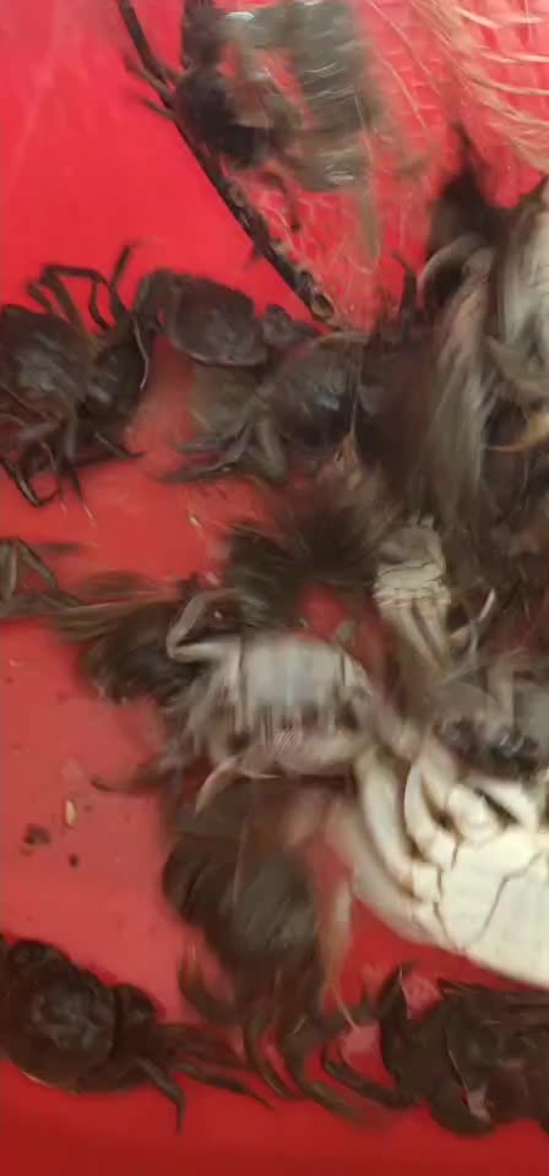 大闸蟹