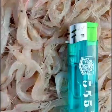 大量供应巢湖白米虾，银鱼