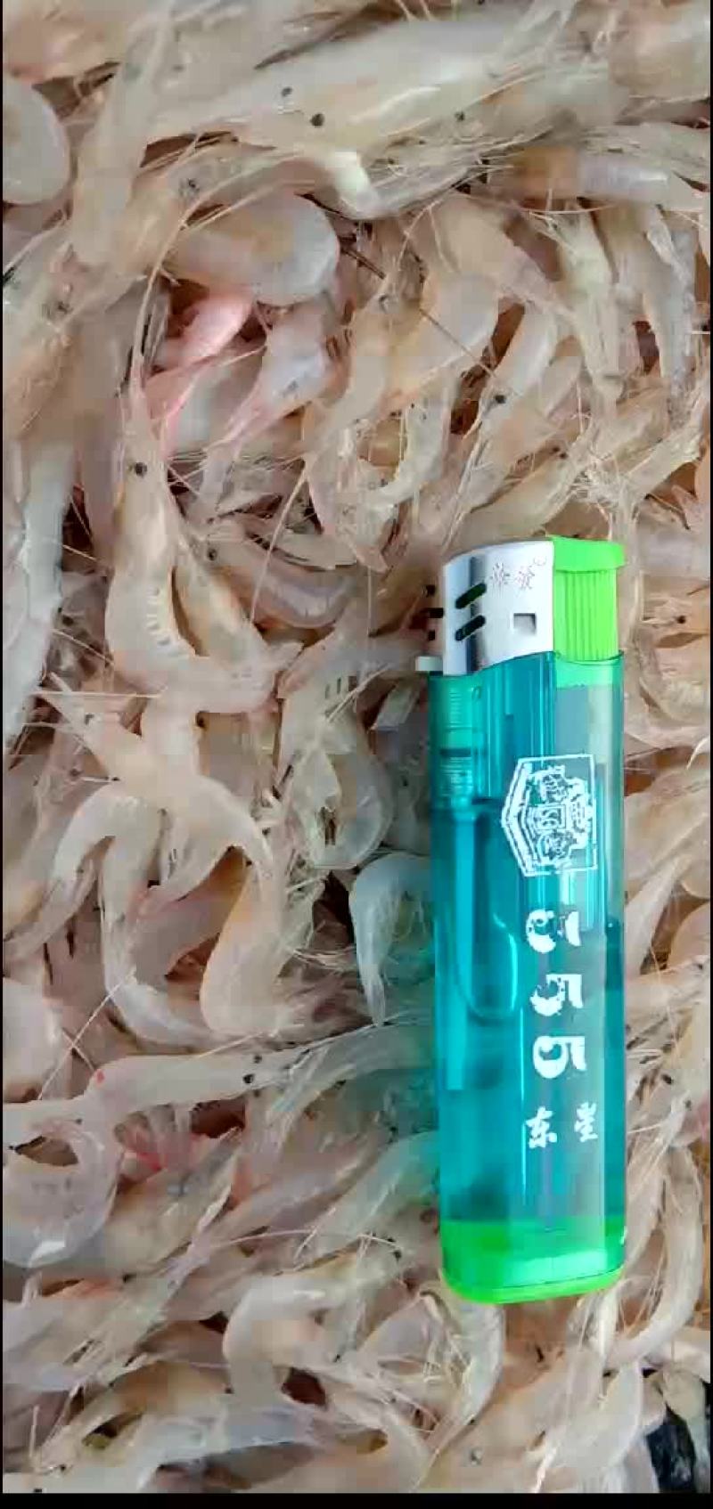 大量供应巢湖白米虾，银鱼