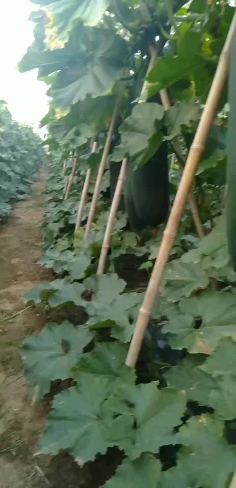 黑皮冬瓜