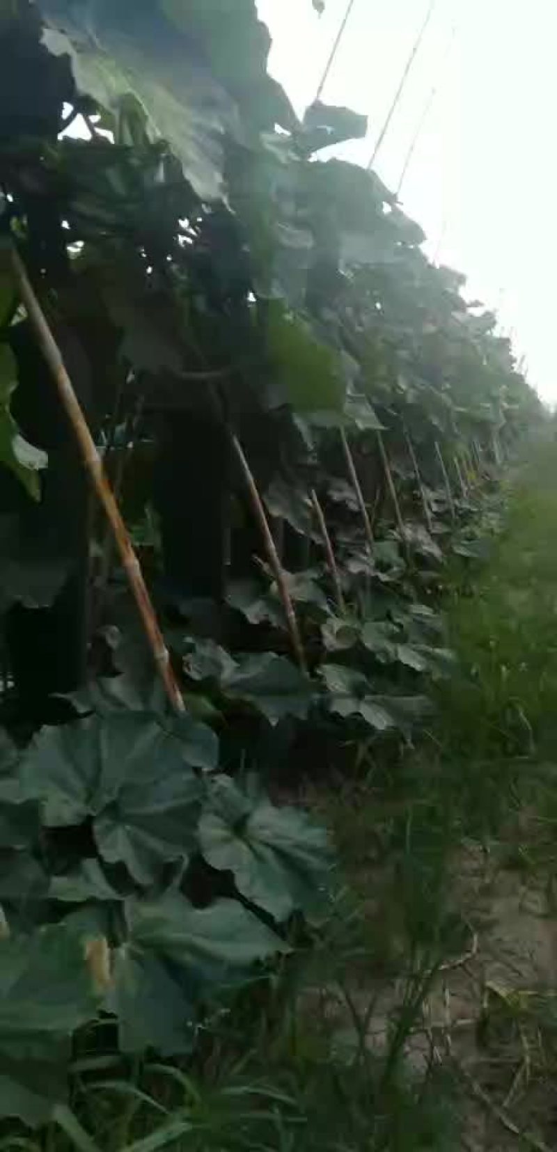黑皮冬瓜