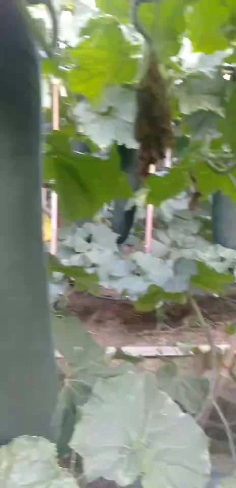 黑皮冬瓜