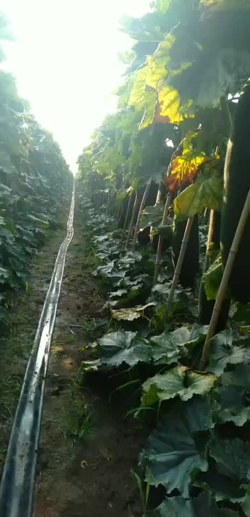 黑皮冬瓜