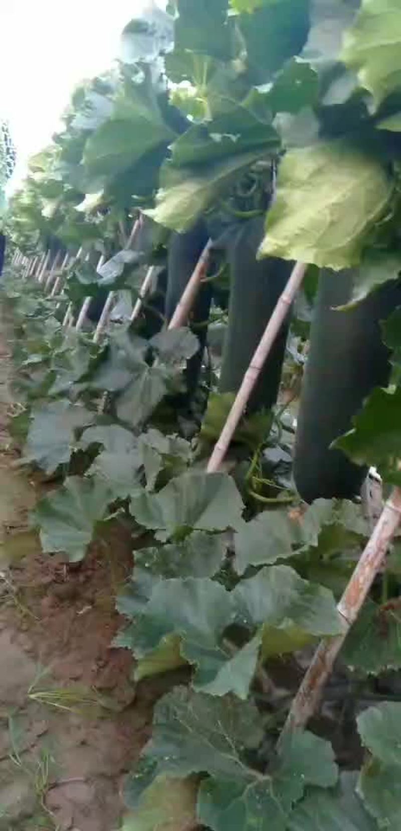 黑皮冬瓜