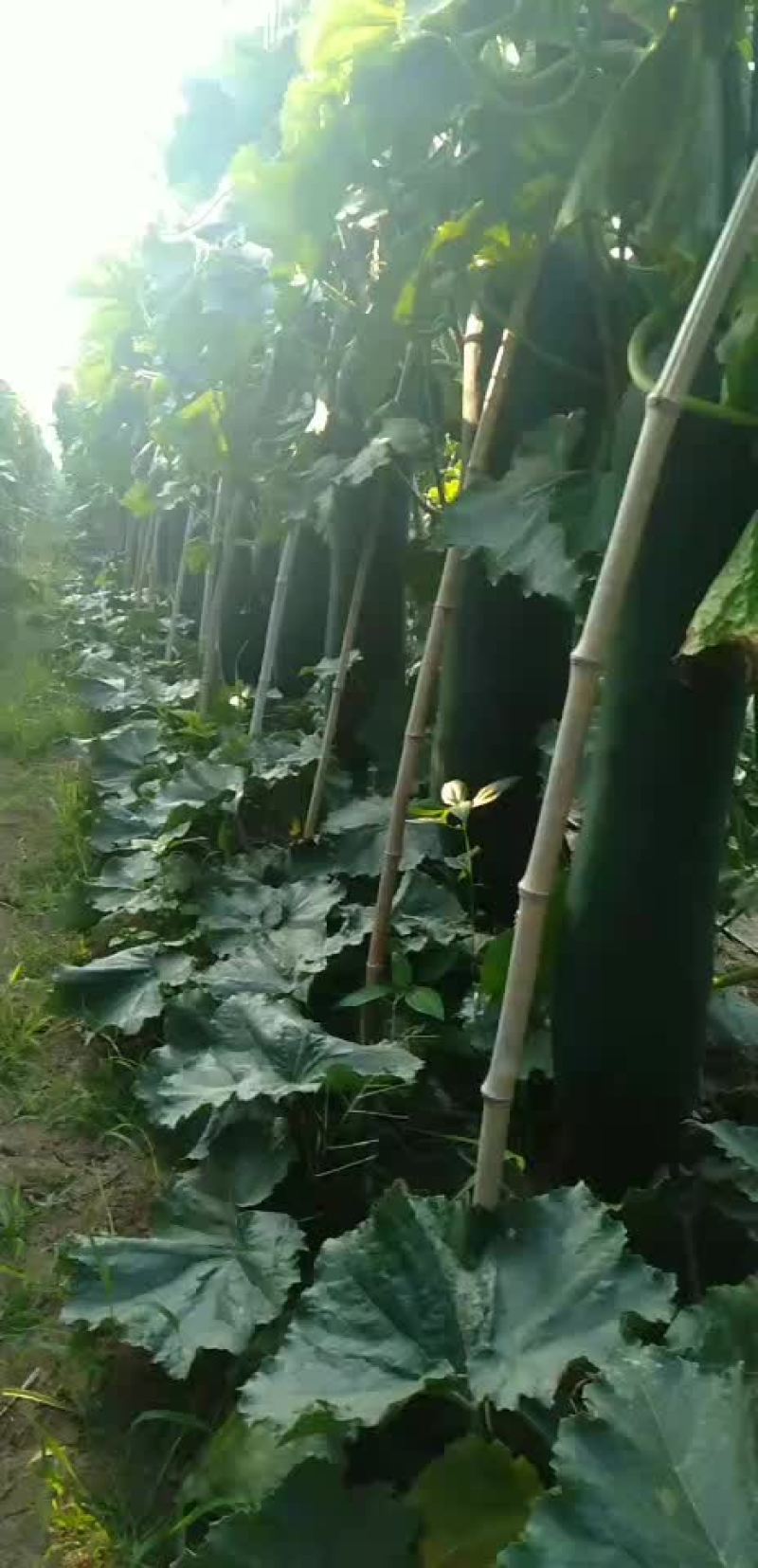 黑皮冬瓜