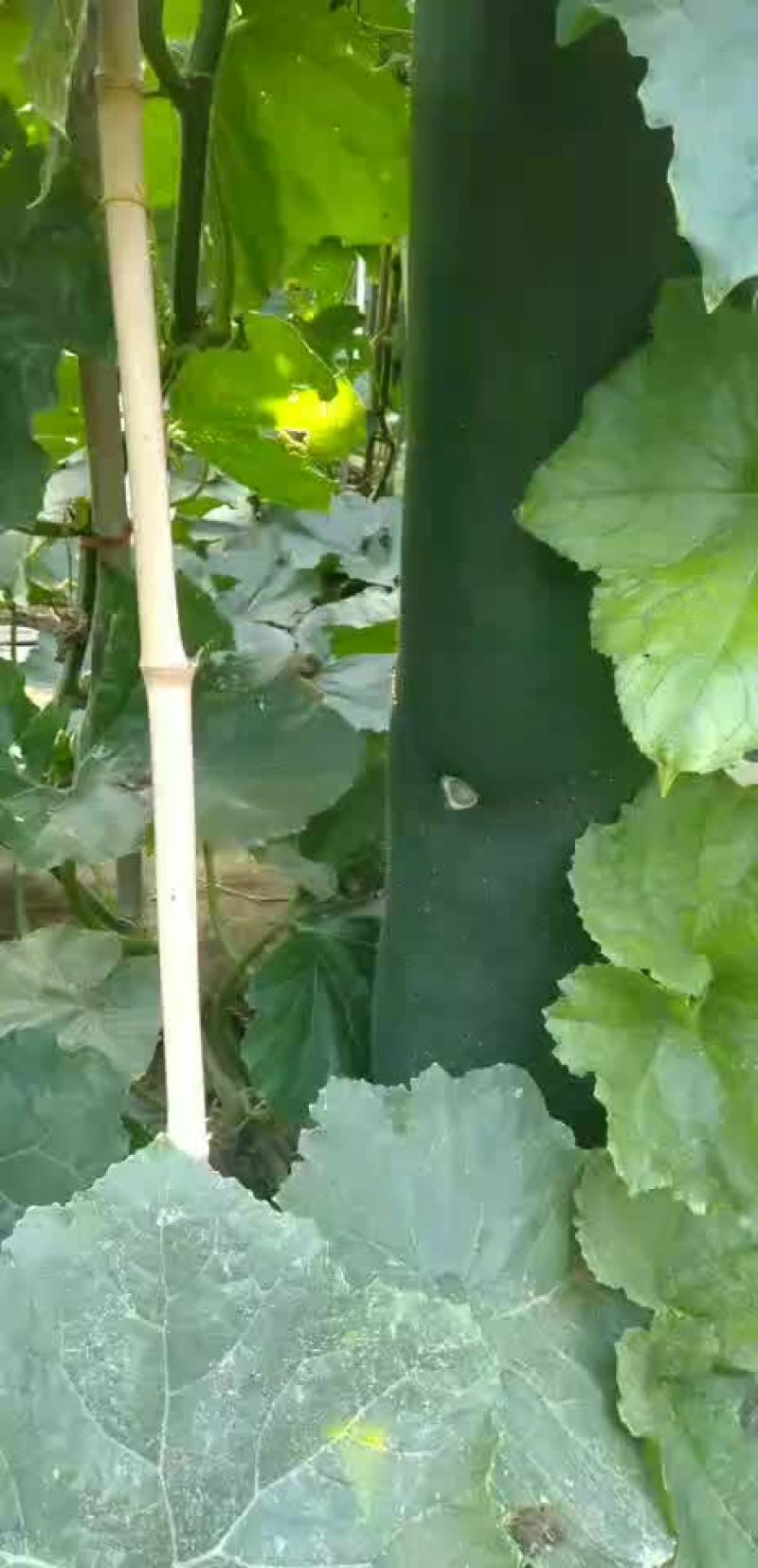 黑皮冬瓜