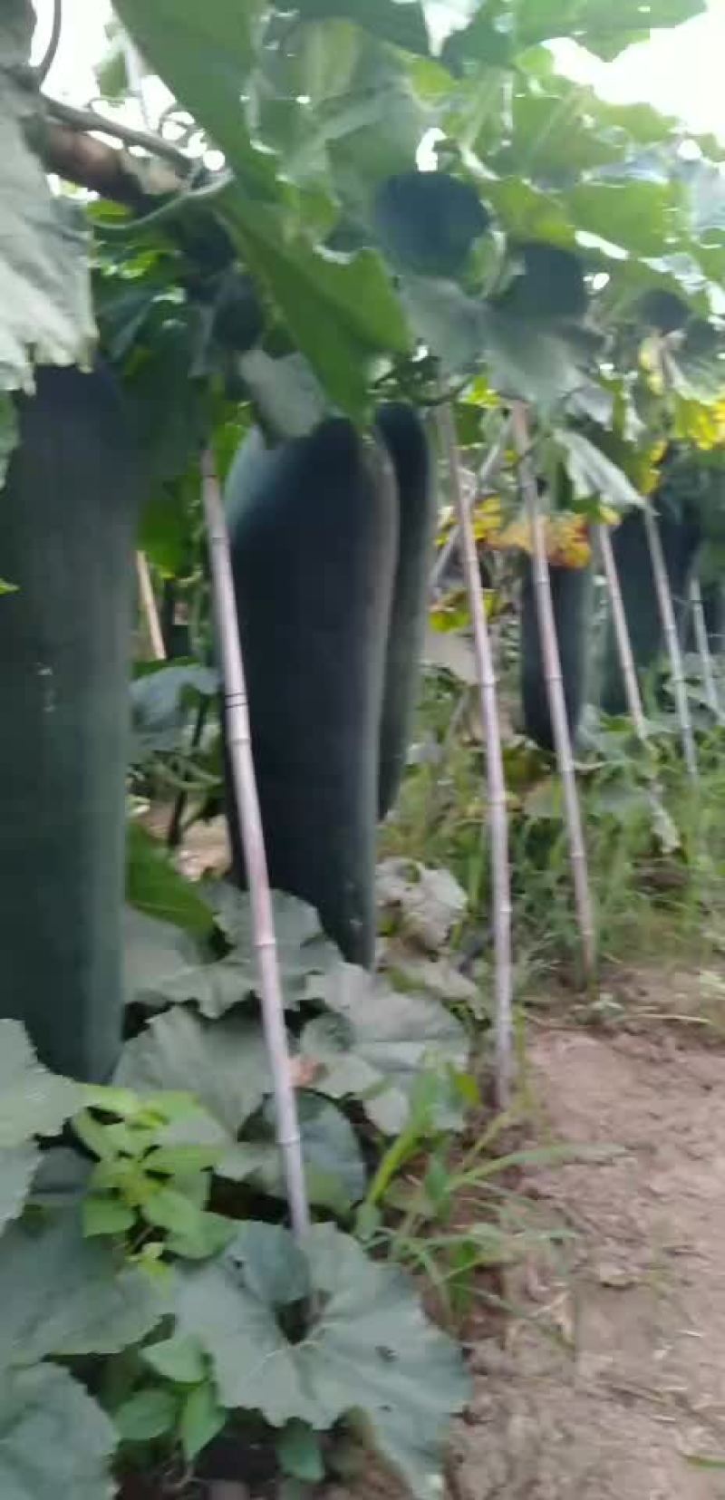 黑皮冬瓜