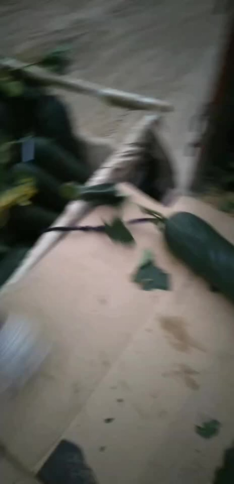 黑皮冬瓜