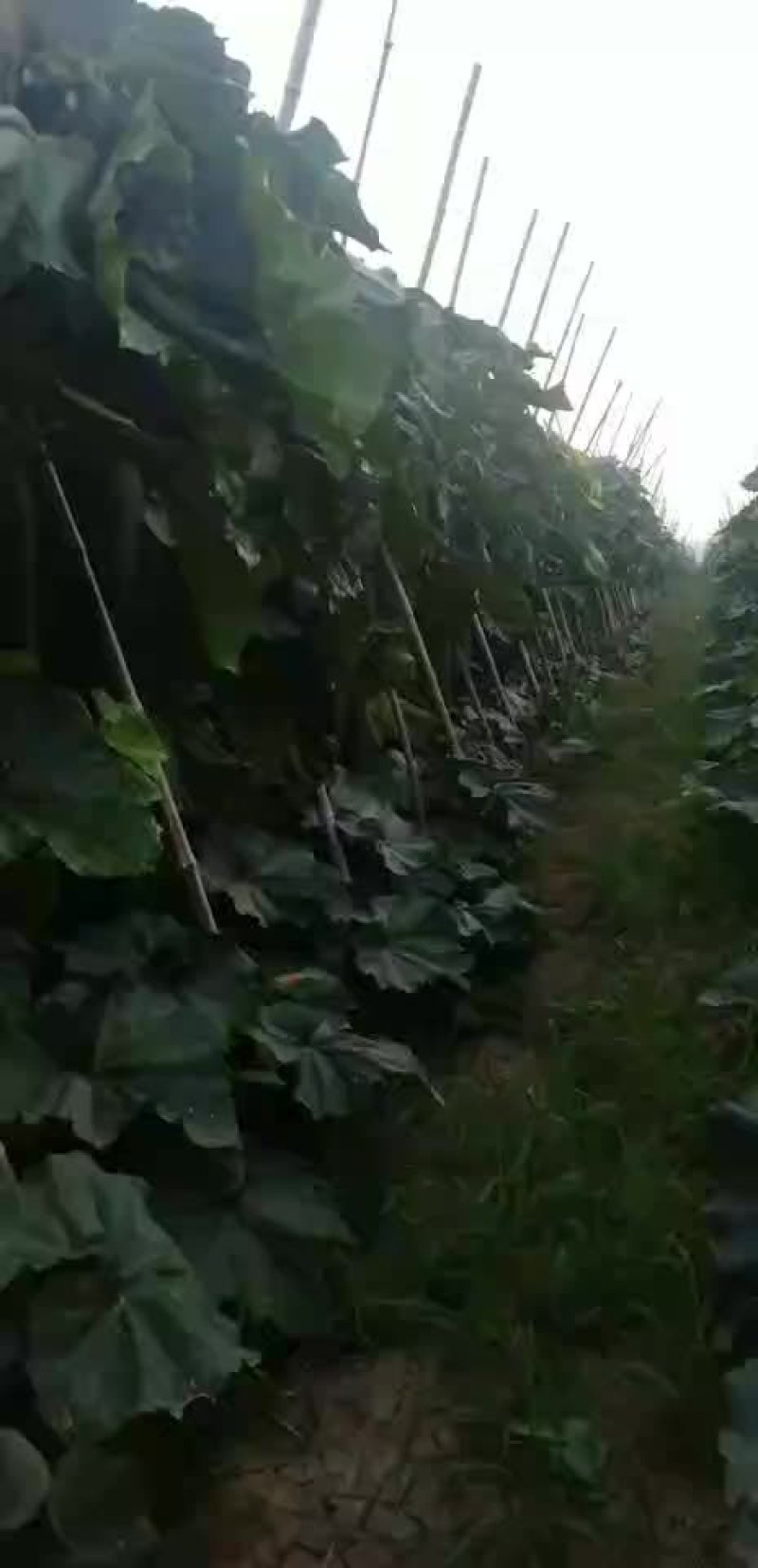 黑皮冬瓜