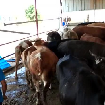 肉牛成年肉牛小母牛老母牛大黑花公牛