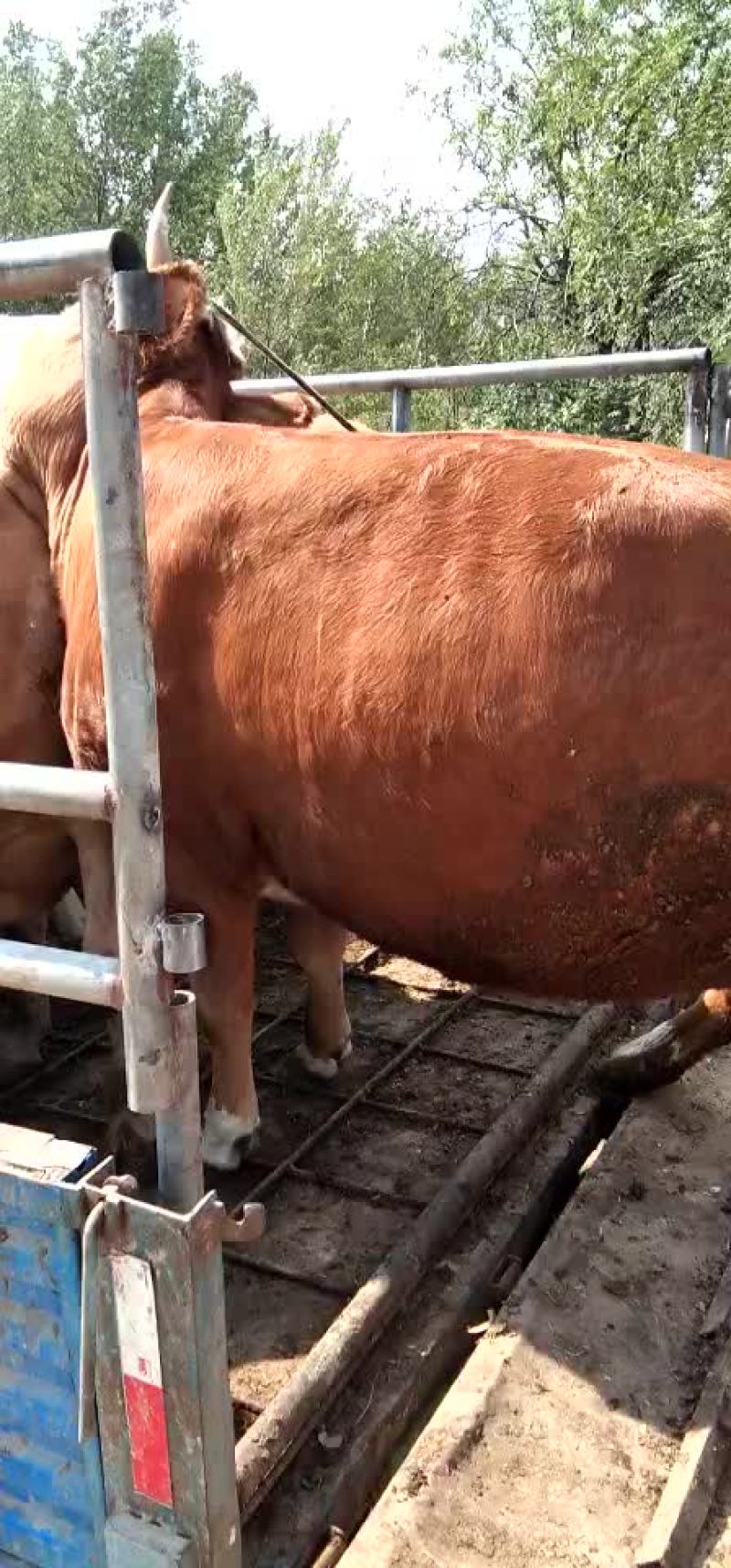 肉牛成年肉牛小母牛老母牛大黑花公牛