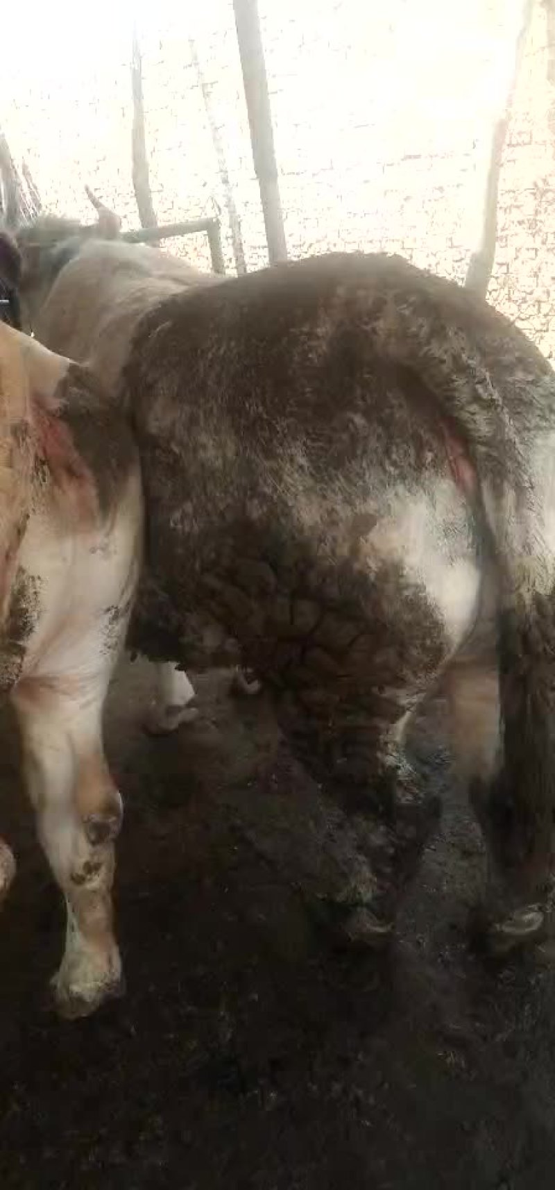 肉牛成年肉牛小母牛老母牛大黑花公牛