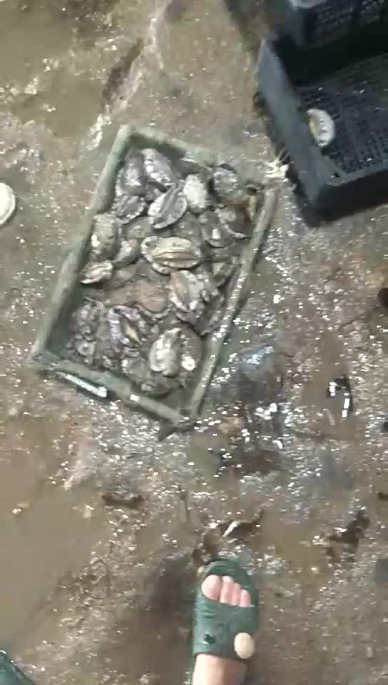 鲍鱼