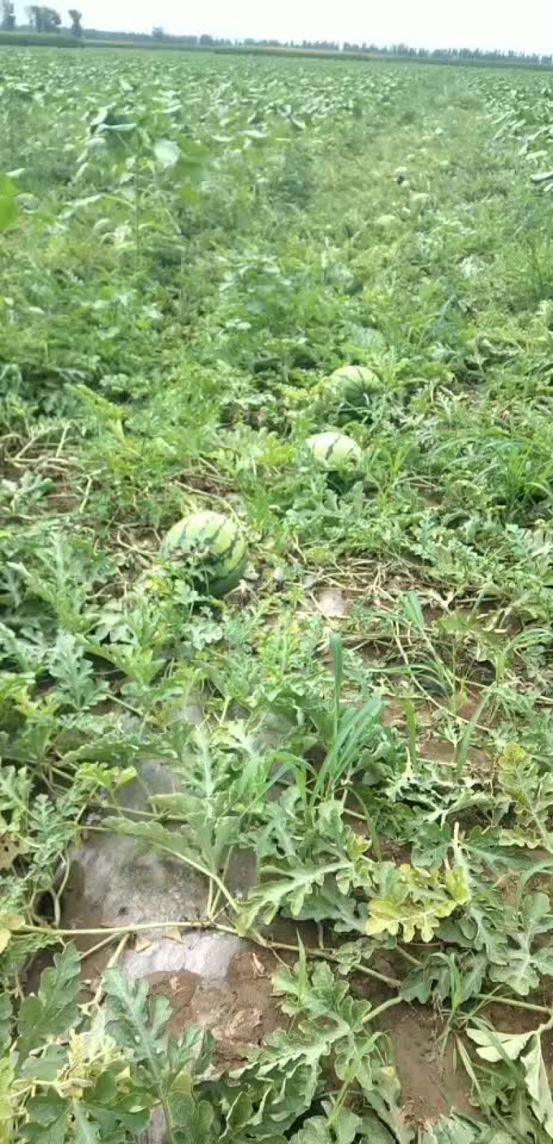 赤峰沙土地西瓜
