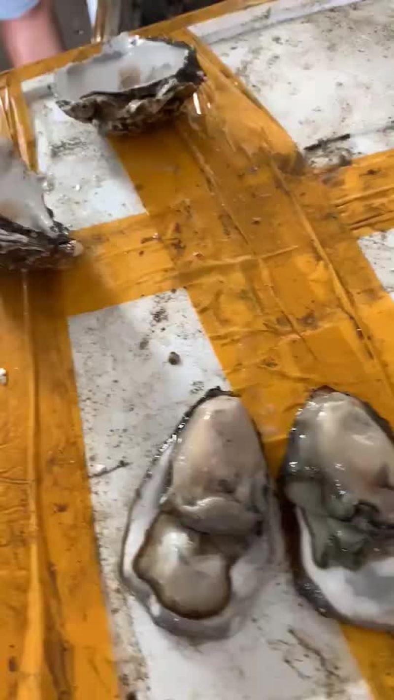 大连生蚝