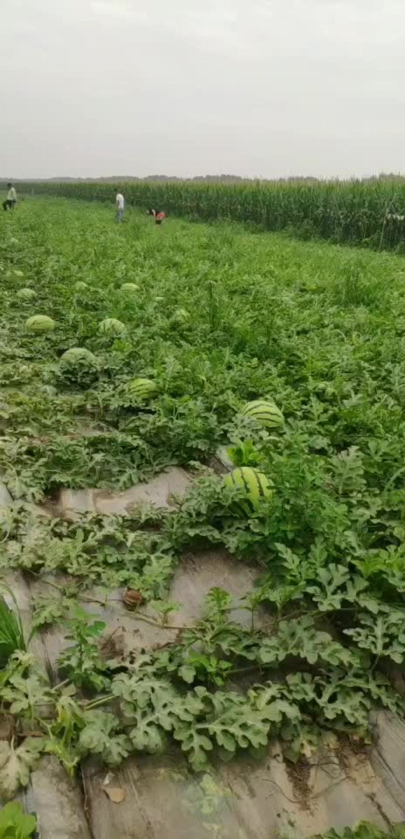 看看这大西瓜，个头大口感好。