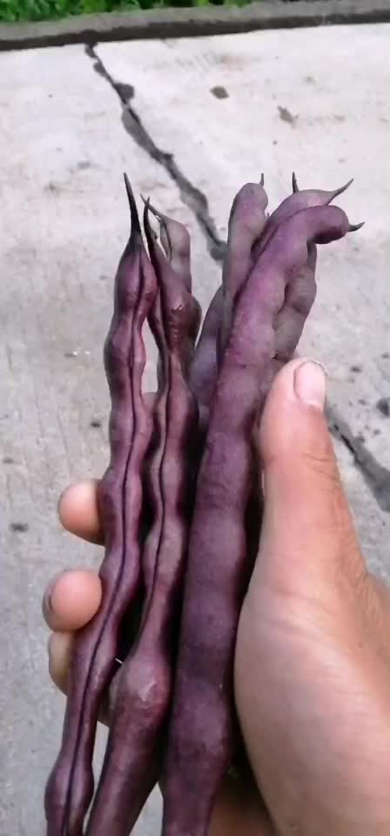 四季豆