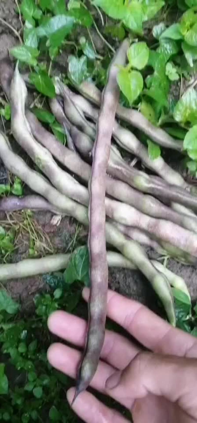 四季豆
