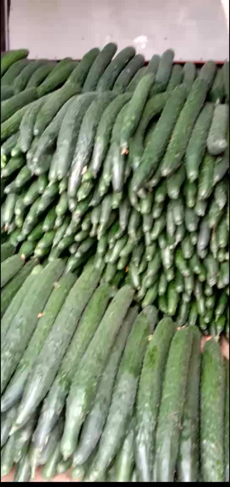 黄瓜