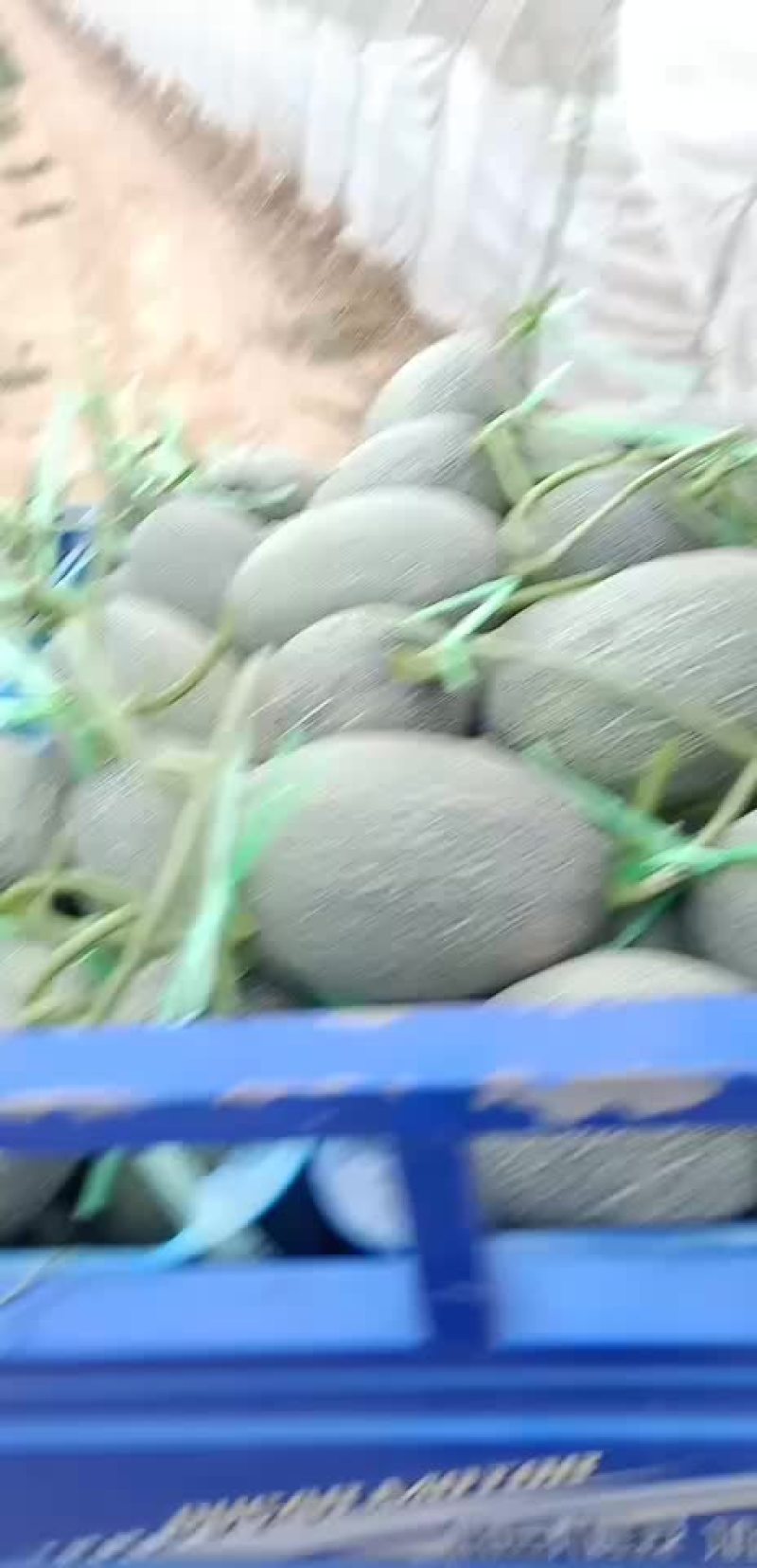 西周蜜