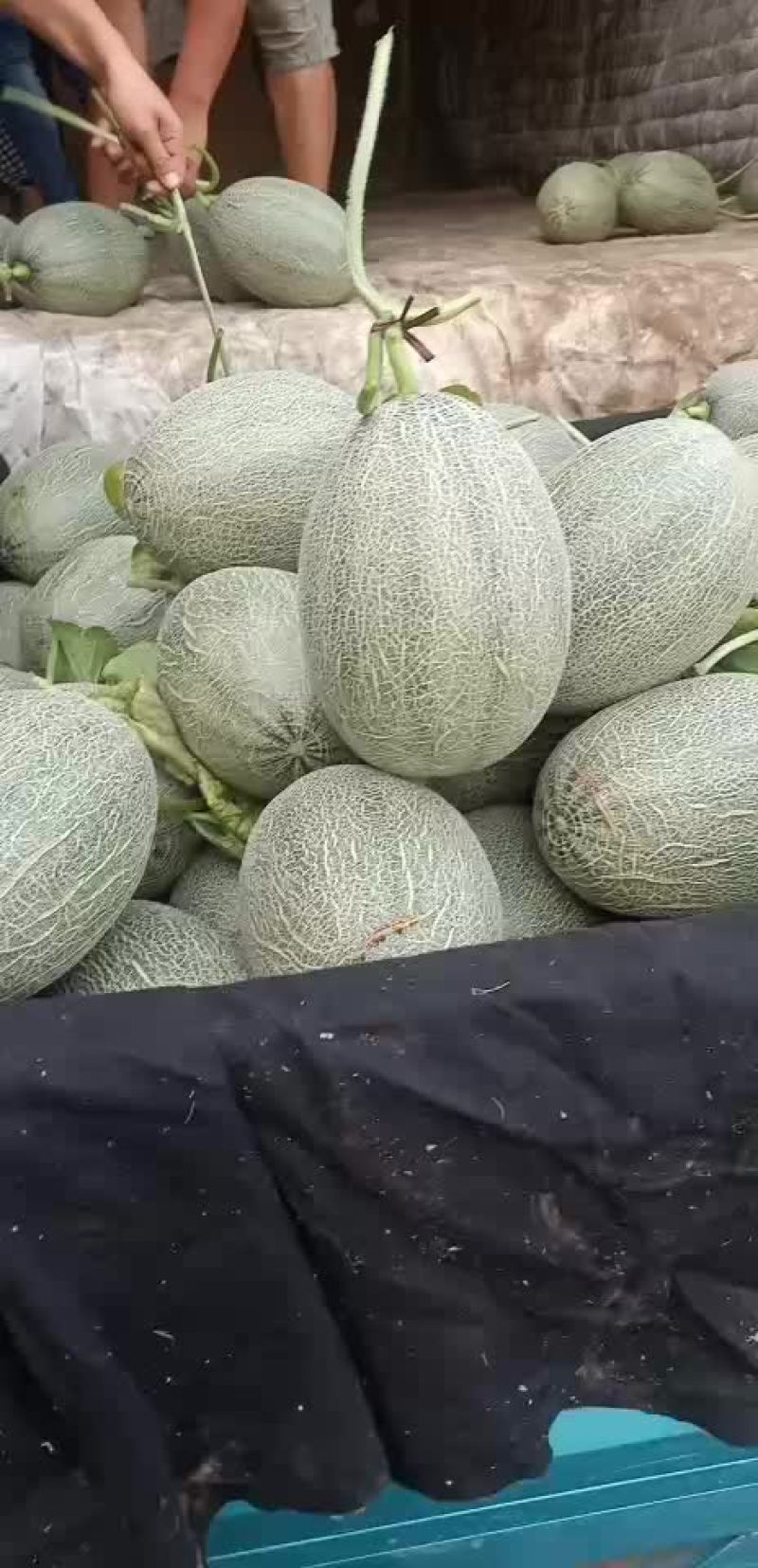 西周蜜