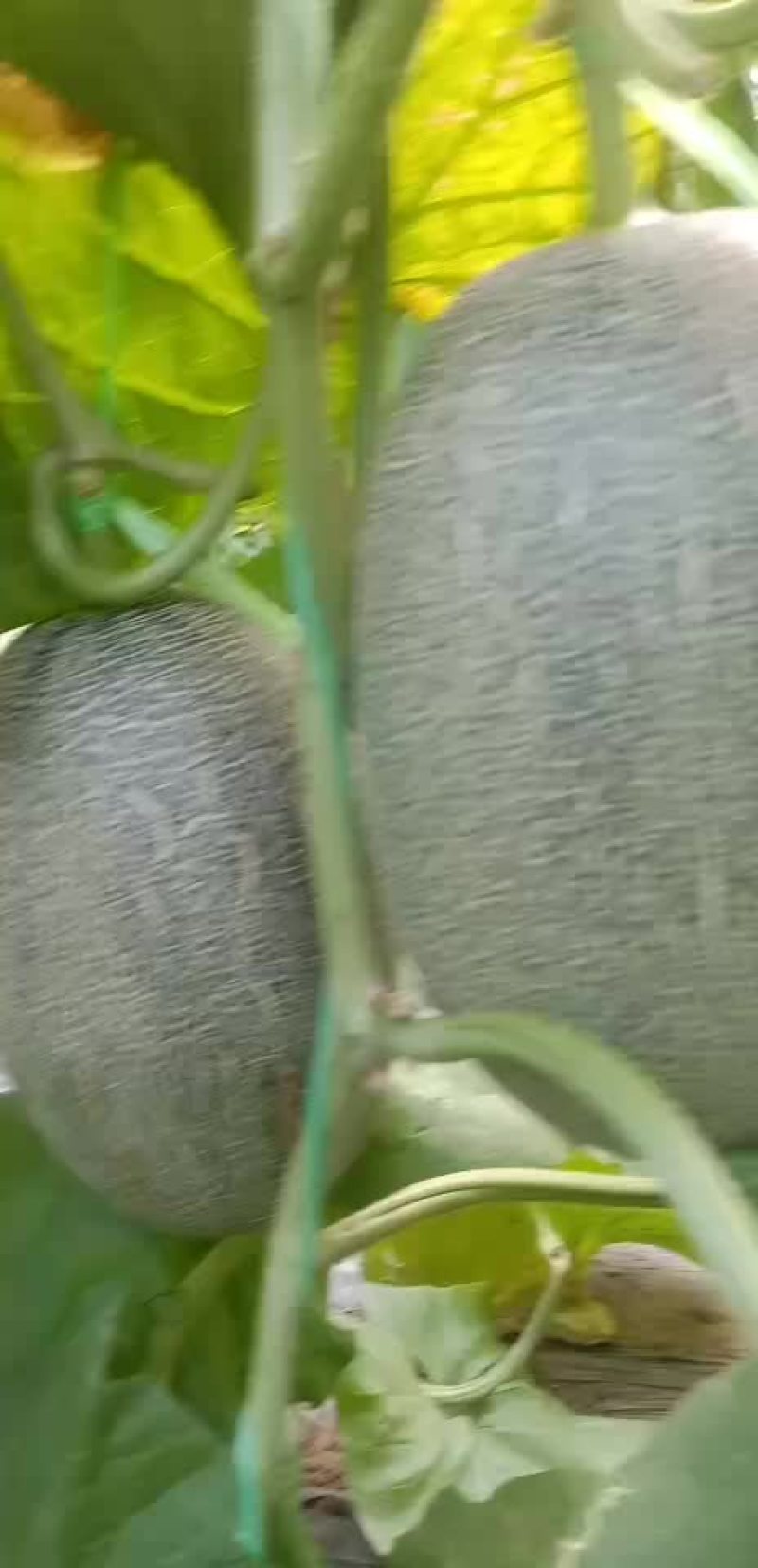 西周蜜