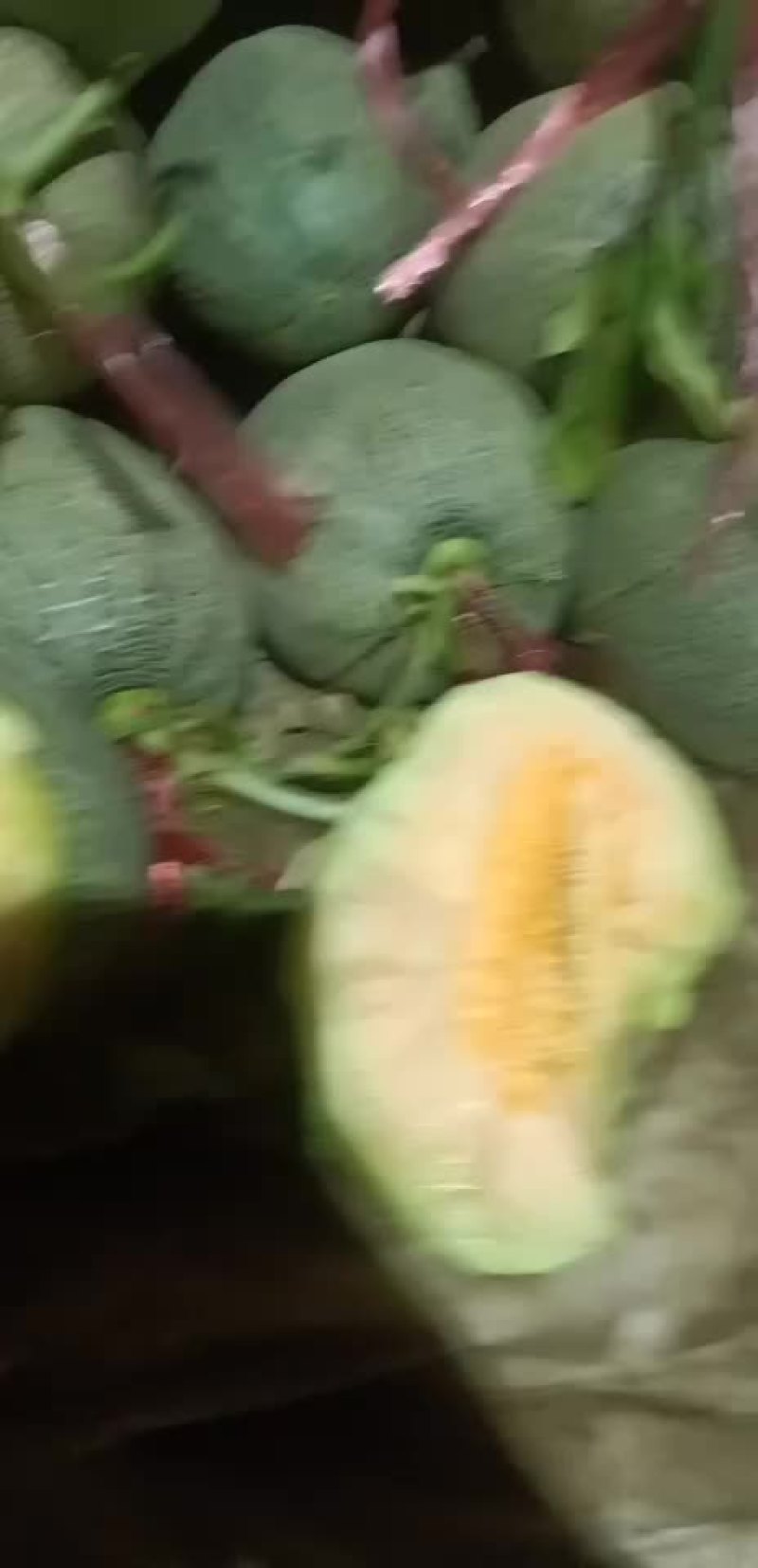 西周蜜