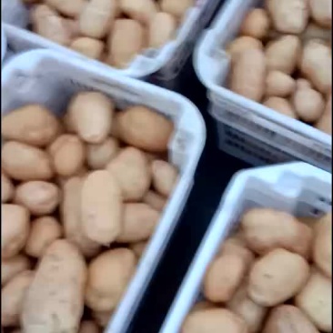 土豆