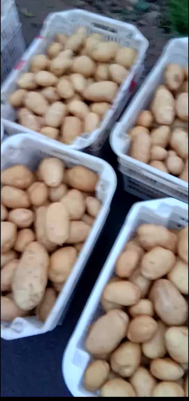 土豆