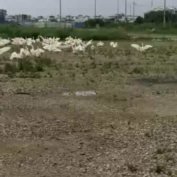 大三花鹅