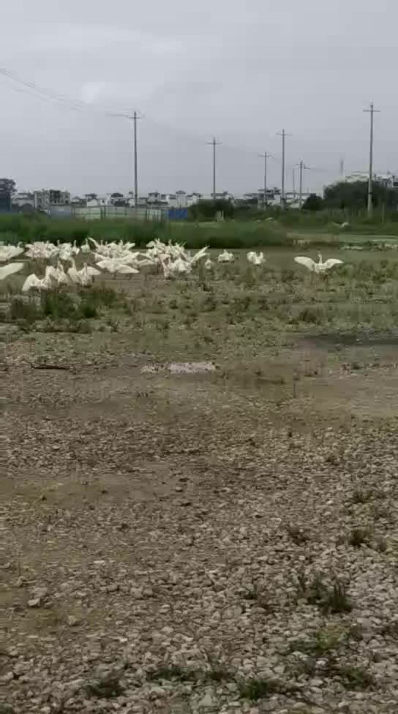 大三花鹅