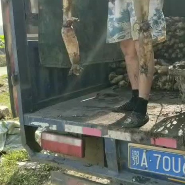 鄂莲6号