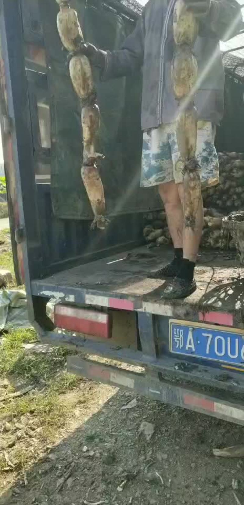 鄂莲6号